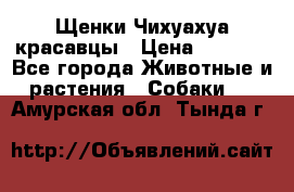 Щенки Чихуахуа красавцы › Цена ­ 9 000 - Все города Животные и растения » Собаки   . Амурская обл.,Тында г.